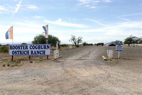 Rooster Cogburn Ostrich Ranch Arizona roadside attraction - Brie Brie ...