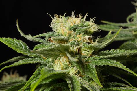 California Hash Plant Buy California Hash Plant Feminized Cannabis Seeds