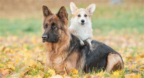 Big German Shepherd Dogs - How to Care for a Super Sized Pup