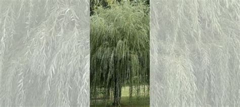 Саженцы плакучей ивы купить в Красково | Товары для дома и дачи | Авито