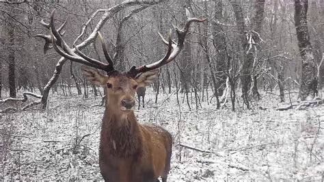 Szarvasbikák a havas gemenci erdőben Red stags in the snowy forest of