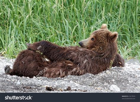 She Bear Stock Photo 61417810 Shutterstock