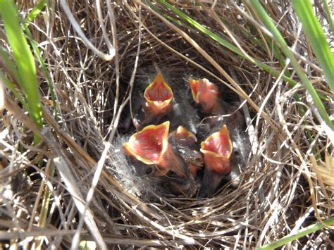 grasshopper sparrows (11) – Santa Lucia Conservancy