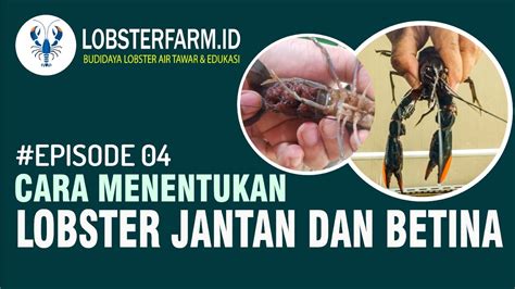 Cara Membedakan Lobster Jantan Dan Betina Jenis Red Claw Youtube