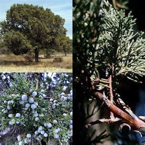 Seeds For Planting Juniperus Deppeana Seeds Alligator Juniper