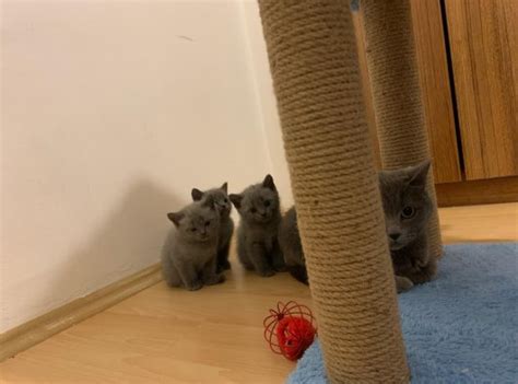 British Shorthair satılık yavru kediler