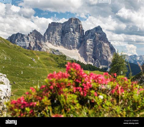 Mount Pelmo View Of Monte Pelmo Red Mountain Flowers South Tyrol