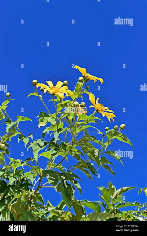 Mexican Sunflower Or Tree Marigold Tithonia Diversifolia And Blue Sky