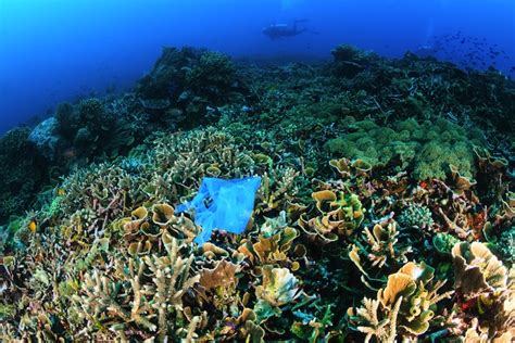 Great Barrier Reef Plastic Pollution