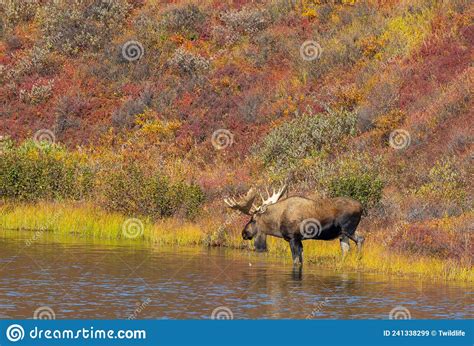 Alaska Yukon Bull Moose In Fall In Alaska Stock Image Image Of Alaska