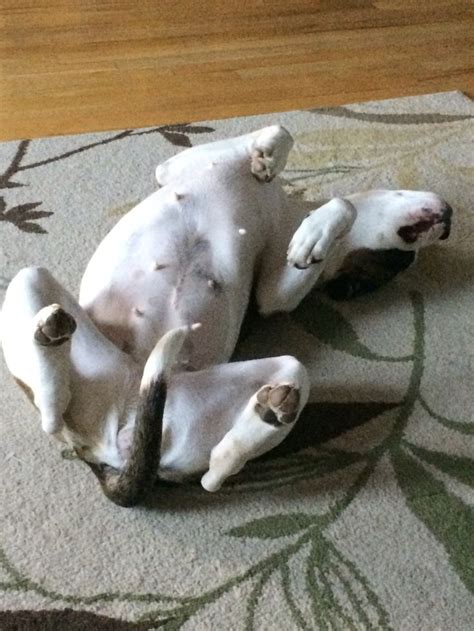 Izzy doing her Yoga "upside down dog". | Dogs, Boxer, Animals