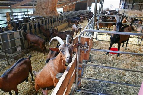 Kinder können nun auch in Waldkirch auf einem Bauernhof lernen und