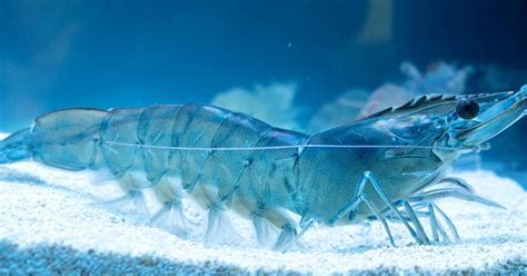 Five years of sustainable shrimp | News | World Fishing