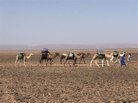 Morocco camel trekking 4 days | Camel Trek Morocco