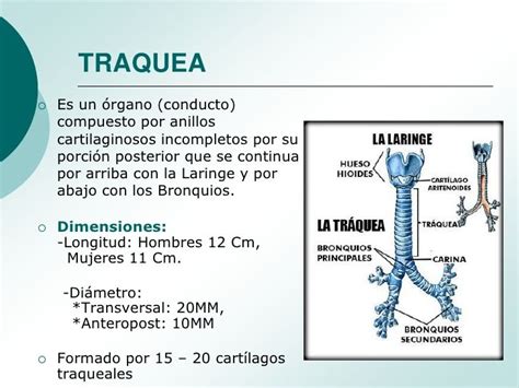 Anatomia Y Fisiologia De Traquea Y Arbol Bronquial Anatomia Y