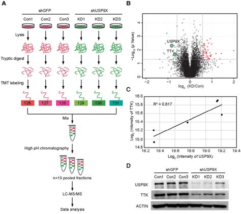 TMT Based Quantitative Proteomics Identifies TTK As A Candidate