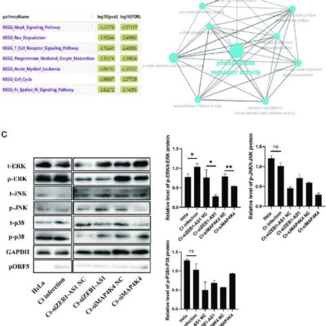 Lncrna Zeb As And Map K Activated The Mapk Erk Pathway In Persistent