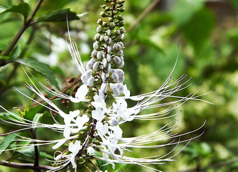 Khasiat Daun Kumis Kucing Untuk Ginjal Info Kesehatan