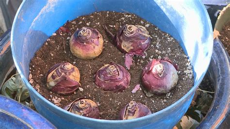 Here's how to grow spring bulbs in pots | 9news.com