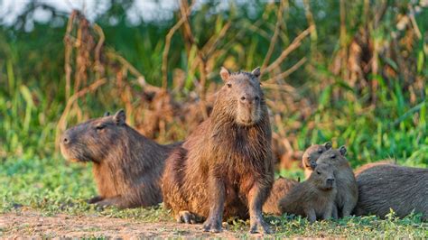 Capybara Poids Taille Long Vit Habitat Alimentation