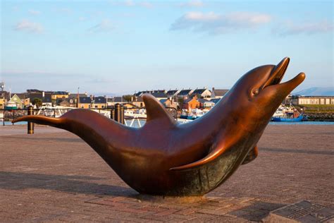 oddball dolphin  dingle hakai magazine