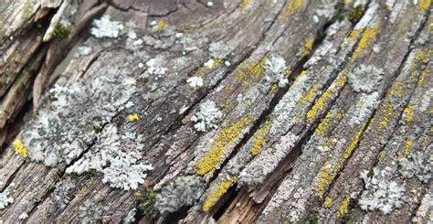 How To Easily Remove Lichen On Outdoor Surfaces Wet And Forget Blog