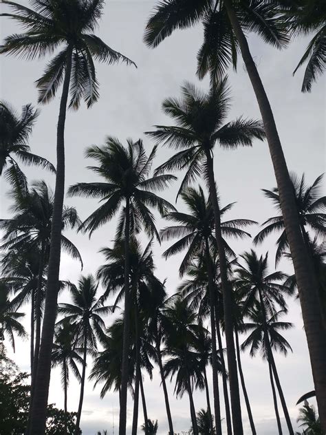 Download Black And White Palm Tree Wallpaper