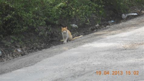 Sarı Kedi 434179 Uludağ Sözlük Galeri