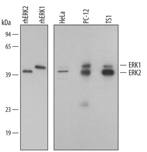 Human Mouse Rat Erk Erk Antibody Mab R D Systems