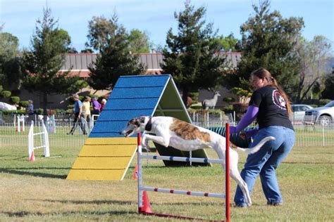 Gallery of Greyhounds in Agility - Greyhound Club Of America