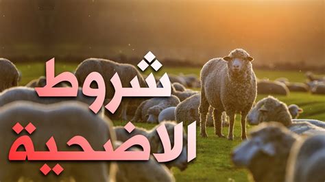 تعرف على شروط الاضحية الصحيحة حتى لا يضيع الأجر Youtube