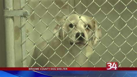 Clear The Shelters Broome County Dog Shelter Youtube