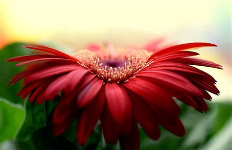 Gerbera Daisy Wallpapers - Wallpaper Cave