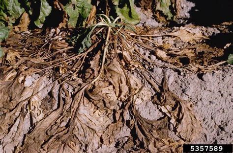 Rhizoctonia Damping Off Blight And Rot Rhizoctonia Solani