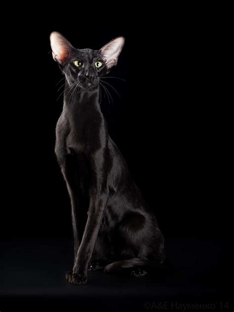 Oriental Shorthair Cats Look Like Egyptian Gods