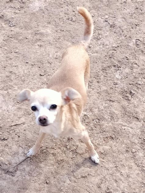 Dog For Adoption Baby A Chihuahua In Chandler Az Alpha Paw