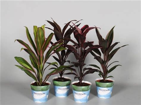 Cordyline Indoor Mix 12cm Pot - Urban Plant Life Nationwide