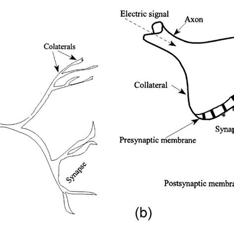 1: (a) Schematic of biological neuron. (b) Mechanism of signal transfer ... 