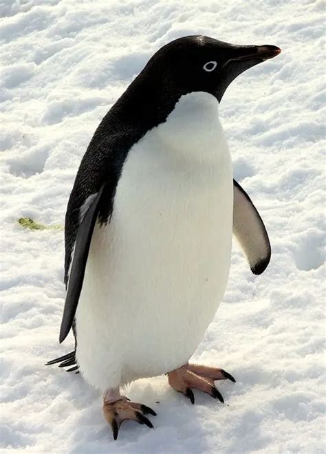 What Do Penguins Eat? Penguin Diet