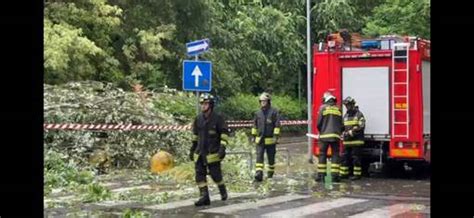 Video Maltempo A Modena Alberi Caduti E Strade Allagate