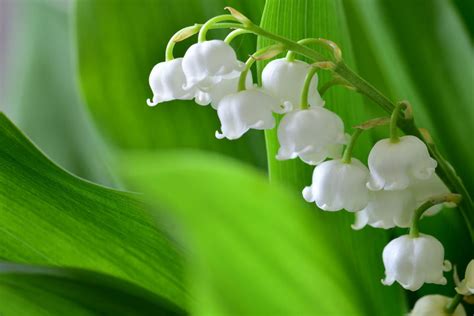 Les Plus Belles Photos De Muguet Envoyer Vos Proches Pour Le Er Mai