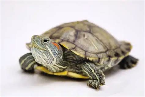 What Do Red Eared Slider Turtles Eat Smore Science Magazine