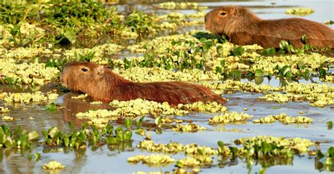 Destacan a los Esteros de Iberá como uno de los mejores lugares de