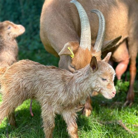 New conservation programs will start at baylham rare breeds farm ipswich 30