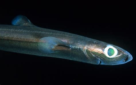 Dwarf Lantern Shark – "OCEAN TREASURES" Memorial Library