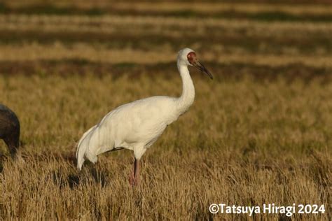 【番外編】出水の鳥 奄美大島いきもの通信