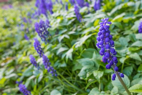 11 Deer-Resistant Flower Bulbs for Your Garden