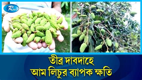 তীব্র দাবদাহে আম লিচুরি ব্যাপক ক্ষতি বিস্তারিত জানাতে লিচু বাগান থেকে ...