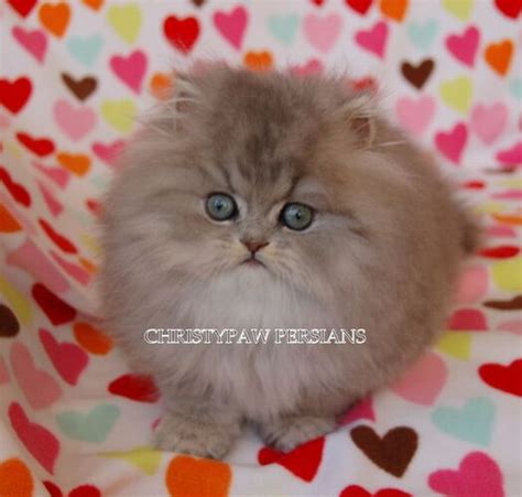 Blue Golden Persian Kittens For Sale Christypaw Persians