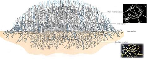 Morphological Identification of Actinobacteria | IntechOpen 